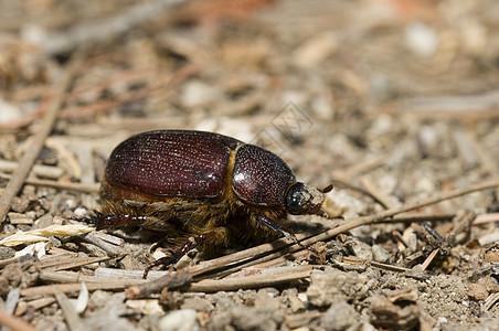 南加利福尼亚州的地土 土覆土的dung甲虫眼睛宏观鞘翅红色词源漏洞腹部棕色触角害虫图片