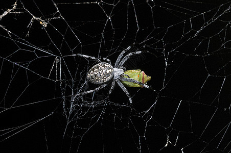 蜘蛛在新墨西哥州捕食猎物图片