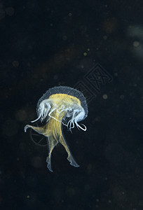 加利福尼亚州阿纳卡帕岛外的Jellyfish Jellithes物种表皮骨骼生物真皮海蜇水压皮肤海洋胚层呼吸管图片