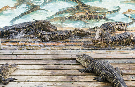 佛罗里达旅游景点的游乐性鳄鱼会众背景图片