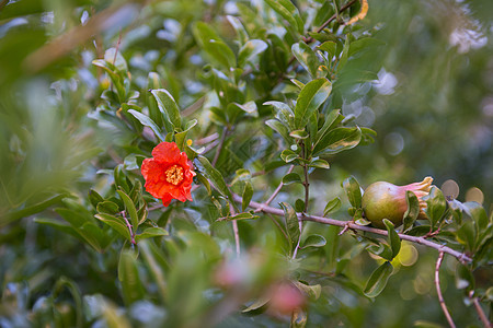 Pomegralaze普尼卡颗粒树 果实和花朵应季花瓣花园水果红色绿色灌木树叶植物背景图片