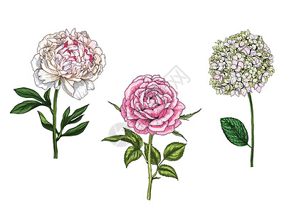 设置与牡丹花和福禄考和茎隔离在白色背景 它制作图案的植物载体卡片投标植物学玫瑰牡丹打印作品草图树叶优美图片