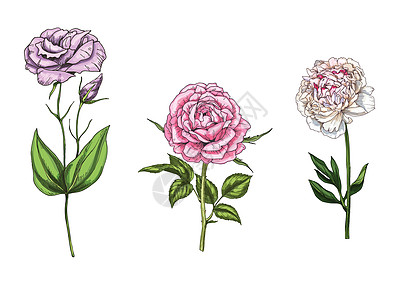 设置与牡丹花和洋桔梗和茎隔离在白色背景 它制作图案的植物载体图片