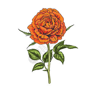 手画白色背景上孤立的橙色玫瑰花 植物矢量插图;图片