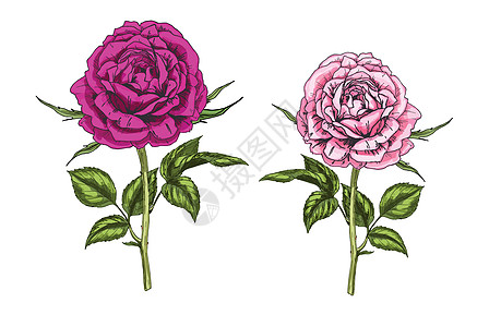 两只手拔出白色背景上孤立的粉红花和紫玫瑰花 植物矢量插图图片