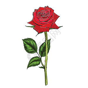 手画红色玫瑰花 在白色背景上隔绝 植物矢量插图图片