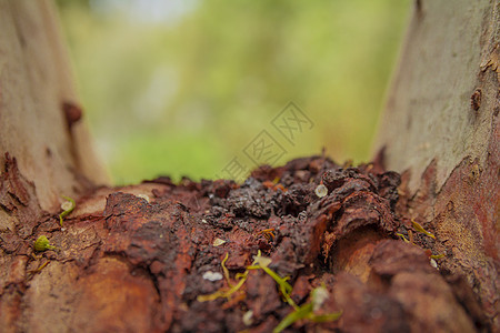 老粗砺的棕色干燥树干表面closeu皮肤松树森林植物木材崎岖季节公园橡木叶子图片