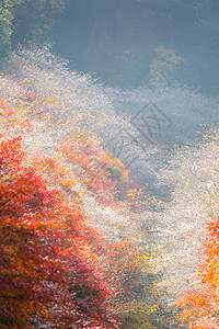 名古屋 秋天的公园地标森林世界薄雾旅游观光花园游客木头图片