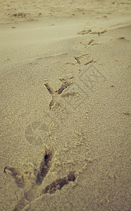 沙滩上的鸟脚印踪迹动物人行道赤脚棕褐色支撑海岸晴天海滩海洋图片