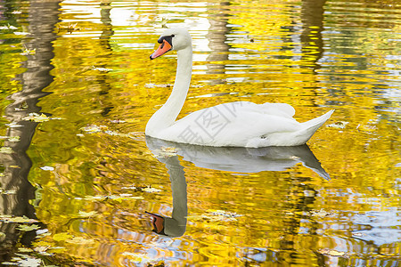 白天鹅在池塘的落叶中图片