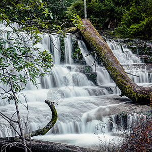 塔斯马尼亚中部地区利菲瀑布公园旅游环境苔藓风景溪流岩石瀑布蕨类流动图片