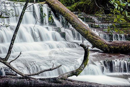塔斯马尼亚中部地区利菲瀑布环境风景苔藓流动岩石溪流蕨类瀑布薄雾森林图片