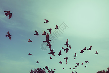 天空中飞翔的鸽子剪影自由运动荒野生活航班团体蓝色野生动物动物动物群图片