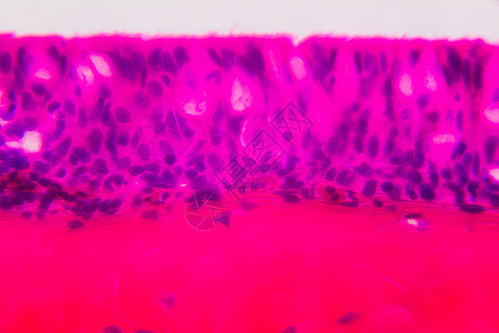 显微镜下的 Anodonta 鳃纤毛上皮细胞  Abstr生物学照片解剖学静脉器官外膜肌肉紫色叶片艺术图片