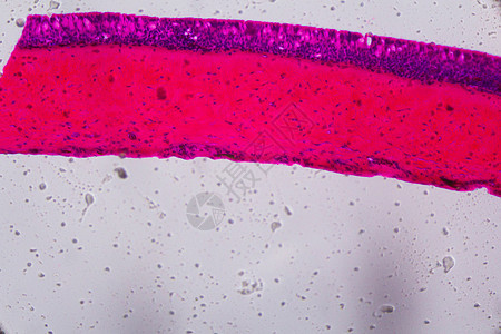 显微镜下的 Anodonta 鳃纤毛上皮细胞  Abstr科学艺术显微器官照片宏观松紧带肌肉外膜紫色图片