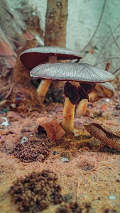 地面的蘑菇森林桦木橙子树叶环境公园植物群季节宏观植物图片