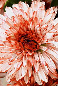 红色和白色菊花图片