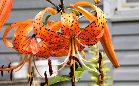 橙色老虎 Lily带雨滴花园植物群植物学季节叶子露滴植物百合日落宏观图片
