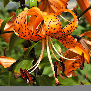 橙色老虎 Lily带雨滴植物百合叶子植物群露滴阳光季节日落花瓣花朵图片