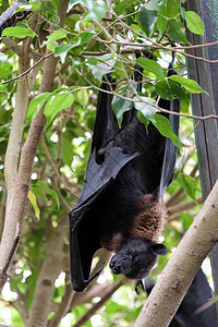 在Fuengirola生物公园睡觉的飞狐蝙蝠Pteropus荒野热带翅膀异国动物群爪子生物园脊椎动物野生动物情调图片