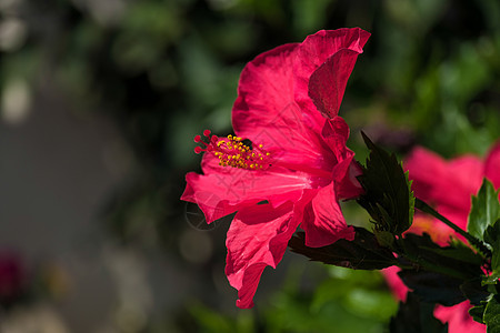 Calahonda的红色希比斯花朵开花图片