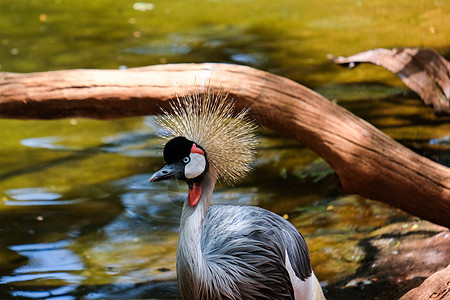 七月4日 T点的黑冠式鹤子起重机生物园荒野荆棘眼睛波峰情调蓝色动物群账单图片
