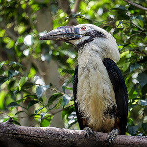 在Fuengiro生物公园的Hornbill签证图片