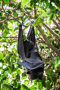 在Fuengirola生物公园睡觉的飞狐蝙蝠Pteropus爪子生物园上行异国情调哺乳动物飞行睡眠脊椎动物翼龙图片