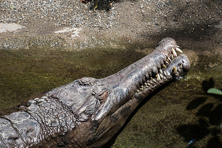 托米斯托马在生物公园的游泳池中休息爬虫动物动物园口香糖野生动物岩石荒野热带生活爬行动物图片