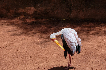 七月4日 黄扁石块Myct大道羽毛动物野生动物动物园白色黑色黄嘴动物群生物园图片