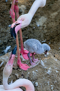 丰格里拉 安达卢比亚西班牙     7月4日 大火明戈斯普尼眼睛白色婴儿玫瑰鸟类动物群荒野翅膀账单异国图片