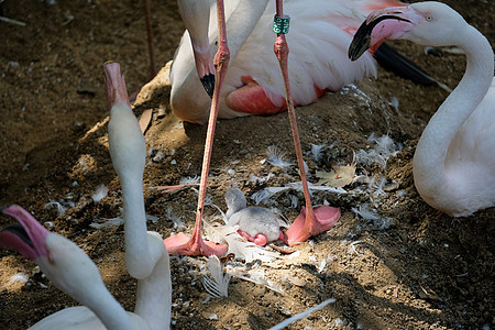 丰格里拉 安达卢比亚西班牙     7月4日 大火明戈斯普尼火烈鸟荒野眼睛鸟类动物翅膀白色动物园涉水玫瑰图片