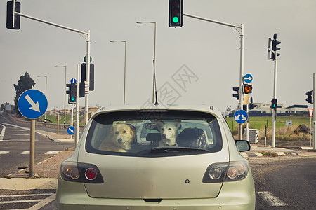 后车窗后面有两只狗图片