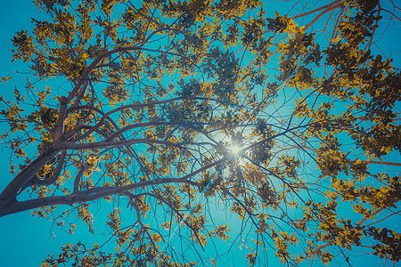 太阳穿透树枝环境休息树木天气旅行蓝色气候装饰品叶子阳光背景图片