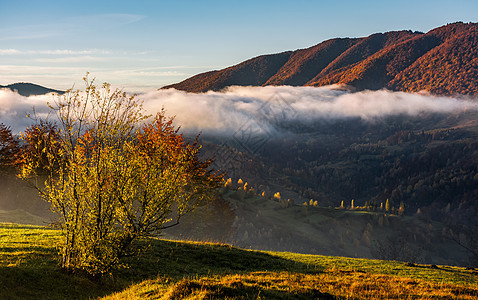 秋天清晨风雾的农村地区公园森林蓝色天空阴霾风景旅游地形戏剧性木头图片