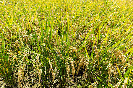 稻田农业小麦收成农村农田农场天空种植谷物草地图片