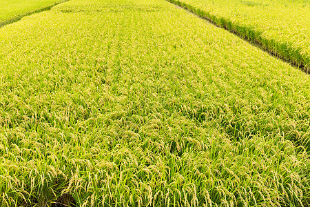 稻田植物群农业天空植被植物收成蓝色黄色树叶绿色图片