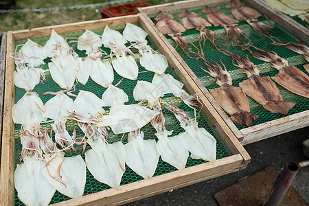 市场上的干鱿鱼和鱼章鱼热带太阳身体动物海鲜钓鱼海洋餐厅饮食图片