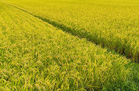 绿稻田农场花园黄色植物群食物植物学农村收成场地绿色图片