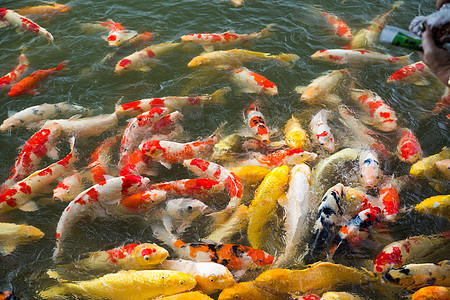 水池中的科伊鱼白色石头游泳团体花园动物黄色鲤鱼红色锦鲤图片