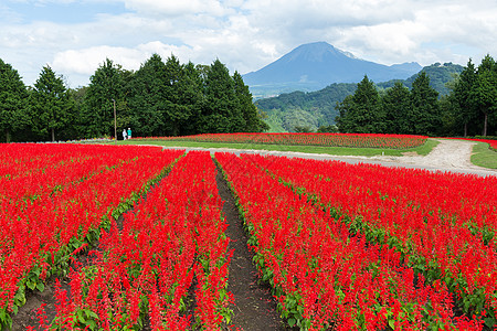 萨尔维亚田地和戴森山农场智者花园热带农业草地院子橙子植物植物群图片