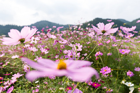 Pink Daisy农场图片