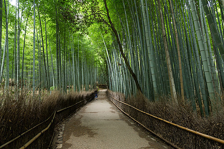 京都的亚林山小路风景叶子墙纸文化环境花园热带丛林竹子图片