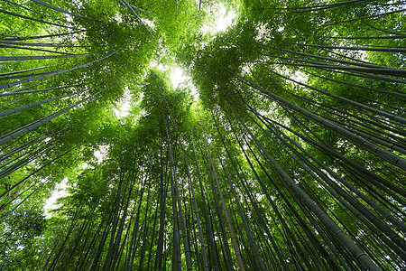 在阿拉希山带太阳耀斑的竹木林图片