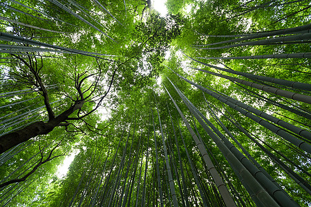 低角竹木林公园丛林季节木头森林文化叶子植物群环境花园图片
