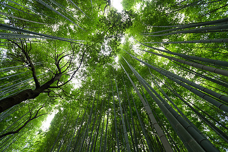 低角竹木林公园丛林季节木头森林文化叶子植物群环境花园图片