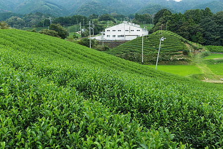 日本绿色茶叶种植园生长爬坡农场森林天空栽培木头农业高地场地图片