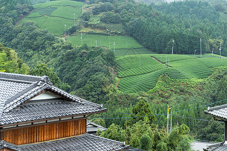 茶田和日本屋图片