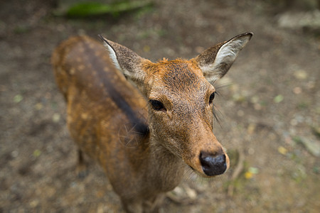奈拉公园的日本鹿图片