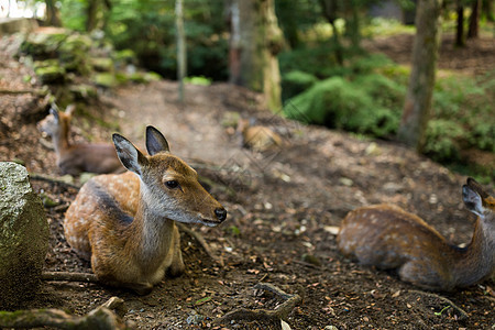 鹿躺在地上动物天鹅绒哺乳动物鹿角男性野生动物林地场地公园森林图片